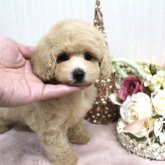 ミニチュアプードル