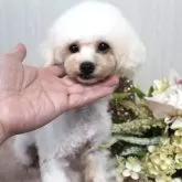 ティーカッププードル