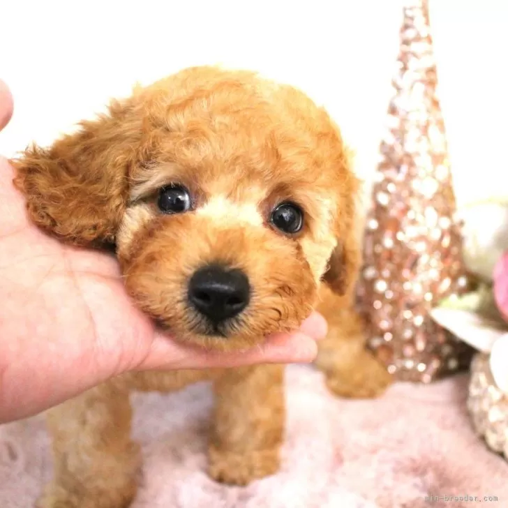 E.N 様のお迎えした子犬