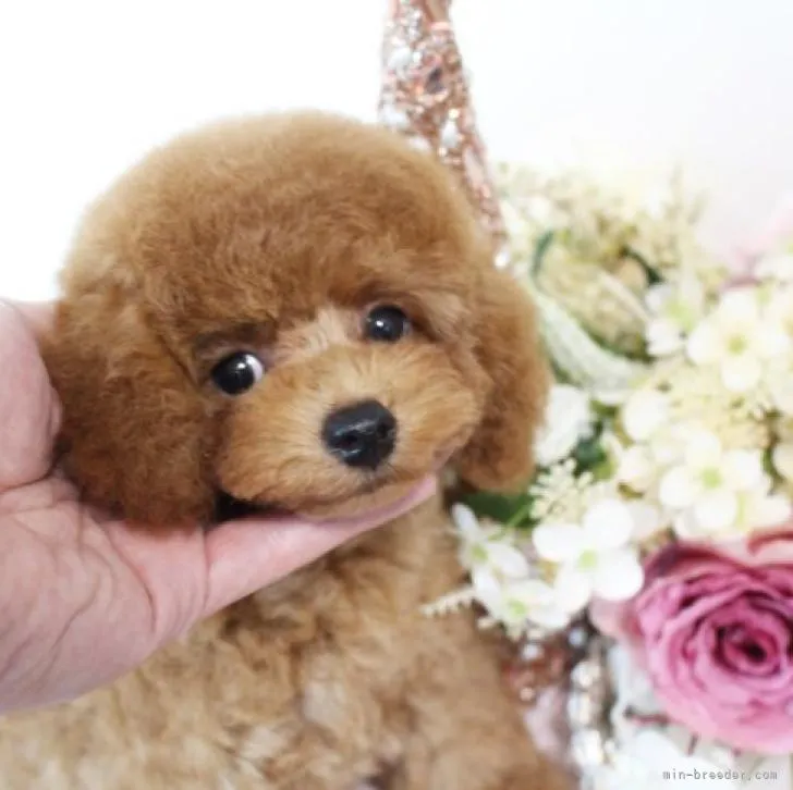 ID:2210-02391の子犬