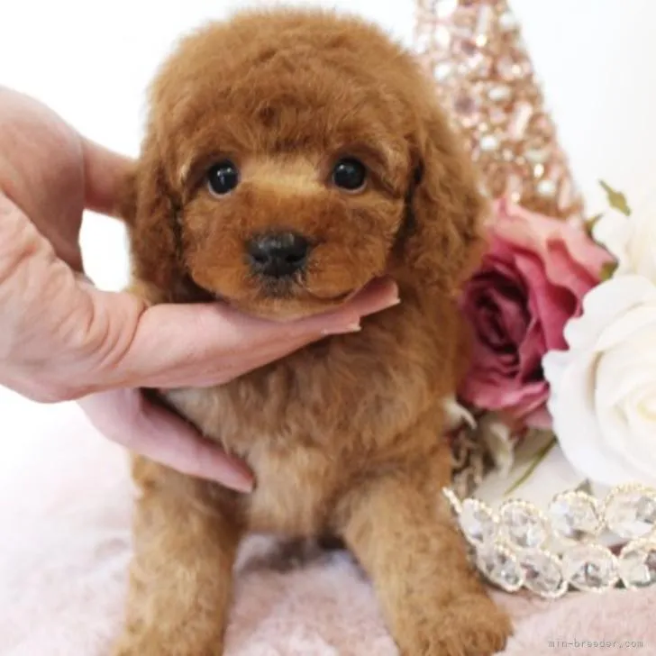 ID:2208-01834の子犬