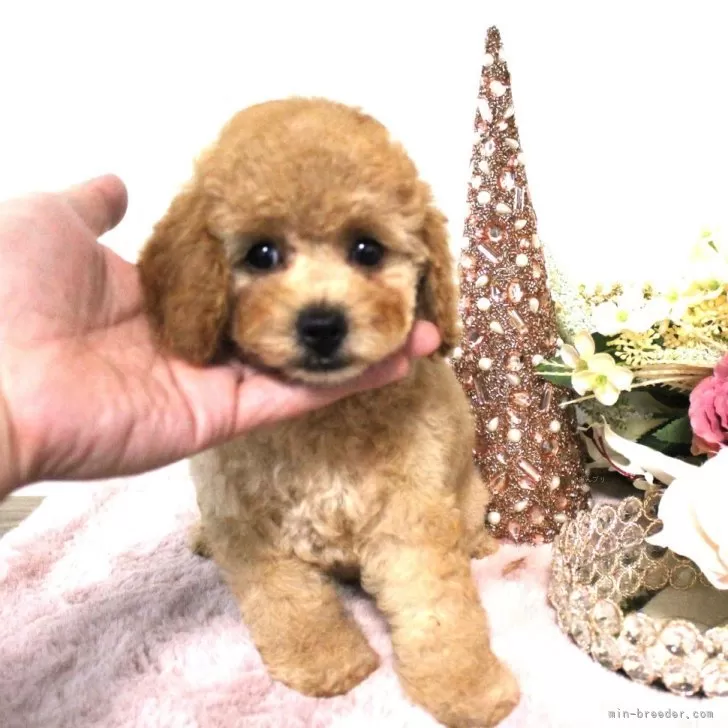 ID：2409-07658の子犬