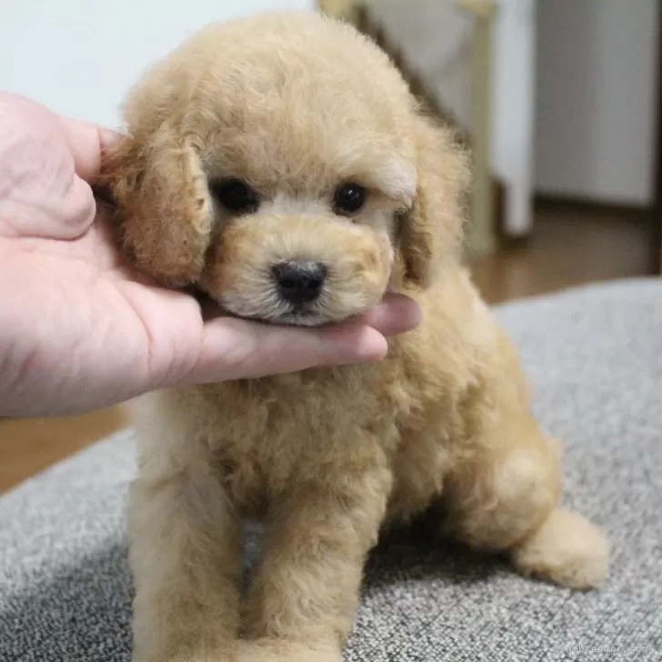 ID：2408-02060の子犬