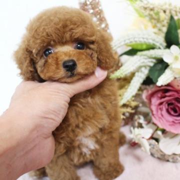 トイプードル(トイ)【茨城県・女の子・2022年8月15日・レッド】の写真「小顔のかわいい女の子💕」