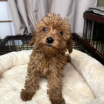 トイプードル(トイ)【岐阜県・女の子・2025年9月20日・レッド】の写真「ちょっとやんちゃで遊びたがりです。」