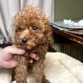 トイプードル(トイ)