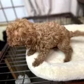 トイプードル(トイ)【岐阜県・女の子・2025年9月20日・レッド】の写真4「少し画質が荒いですが、全体像です。」