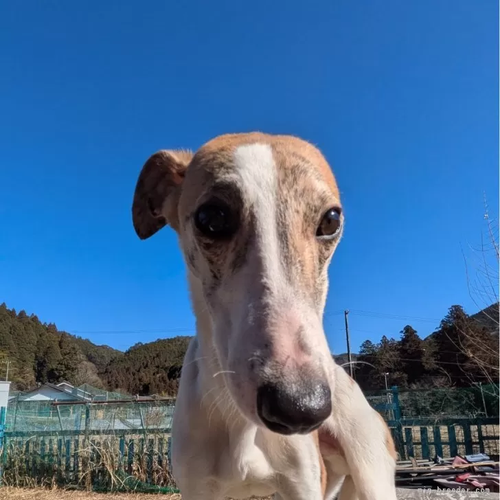 ID：2503-00336の子犬
