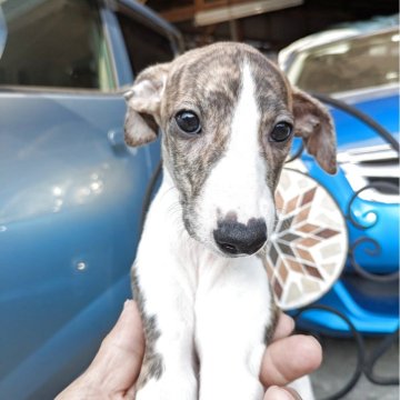 ウィペット【岐阜県・女の子・2025年7月6日・ブリンドルホワイト】の写真「女の子らしいお顔立ちだけどヤンチャ娘」