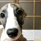 ウィペット