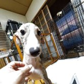 ウィペット