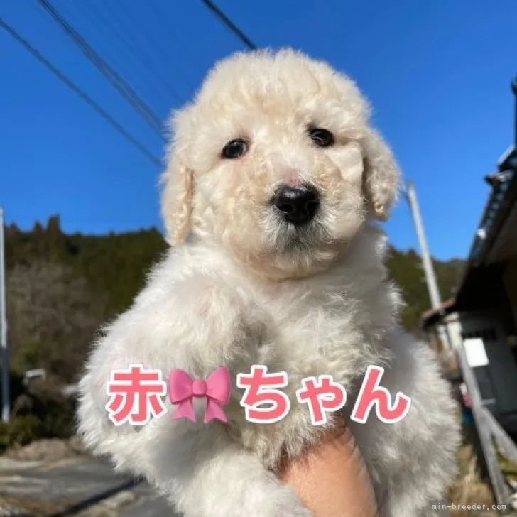 ID:2301-01310の子犬