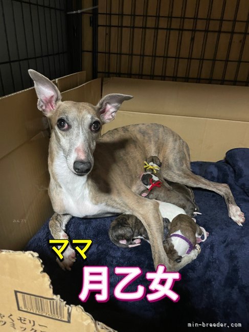 ウィペット【・女の子・2020年4月13日・ブリンドル】