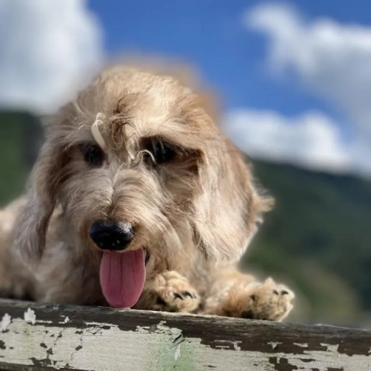 ID：2210-02502の子犬