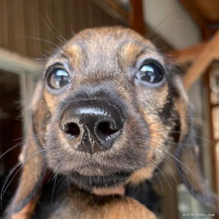 ID:2308-03623の子犬