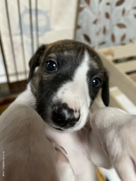 ID：2107-03162の子犬
