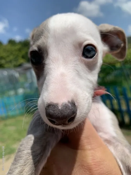 ID:2006-00994の子犬