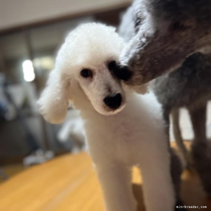 スタンダードプードル 岐阜県 男の子 22年5月22日 ホワイト 顔バリもお似合い水色リボンくん みんなのブリーダー 子犬id 27