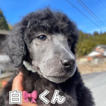 スタンダードプードル【岐阜県・男の子・2022年11月25日・シルバー】の写真「シルバーが1番強い白🎀くん」