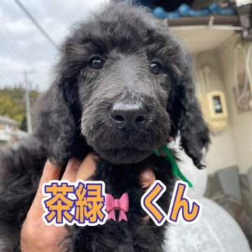 スタンダードプードル【岐阜県・男の子・2022年11月25日・ブラック】の写真「男の子で唯一ブラックの茶緑🎀くん」