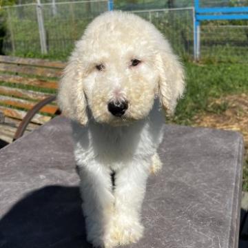 スタンダードプードル【岐阜県・男の子・2022年5月22日・ホワイト】の写真「自己アピール上手な紫リボン🎀くん」