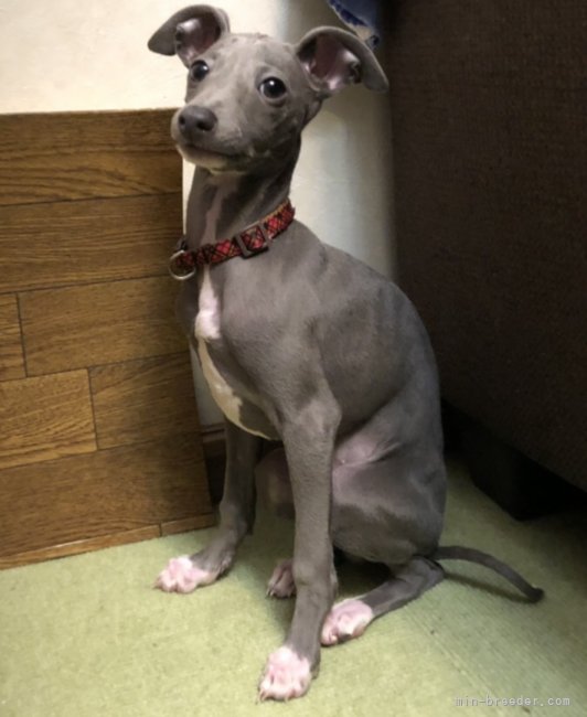 甘えん坊なお父さん犬(ミコト村長)です。｜鈴木　武明(すずき　たけあき)ブリーダー(千葉県・イタリアングレーハウンドなど・JKC登録)の紹介写真7