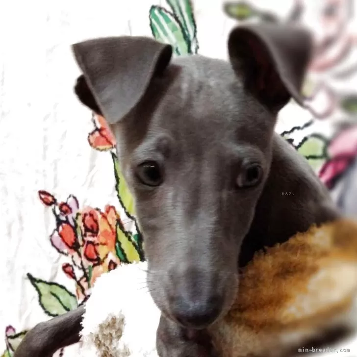 ID：2502-05800の子犬