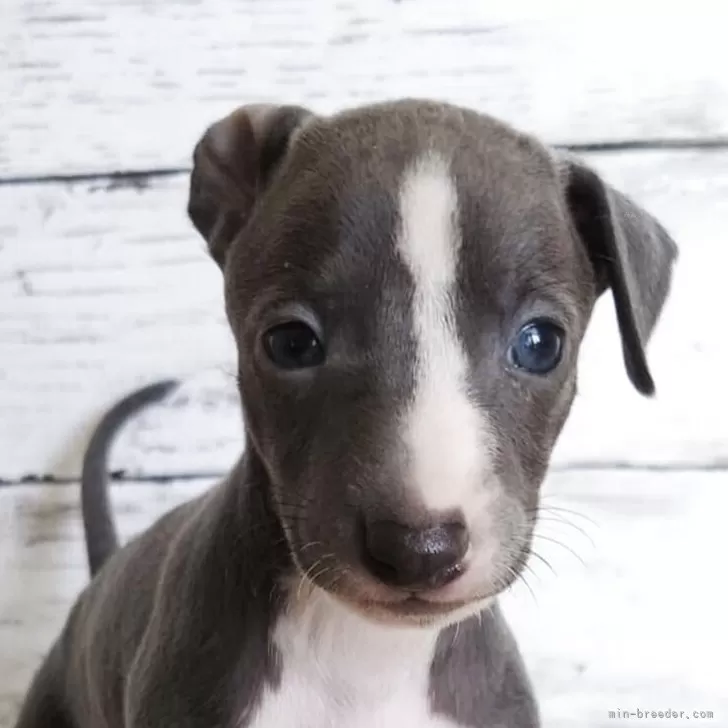 ID:2505-06677の子犬