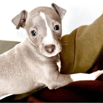 イタリアングレーハウンド【千葉県・男の子・2025年10月10日・ブルー&ホワイト】の写真「『タカくん』威厳と可愛らしさと兼ね備えた男の仔です」