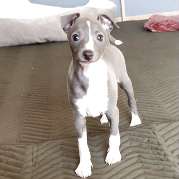 イタリアングレーハウンド【千葉県・男の子・2025年10月10日・ブルー&ホワイト】の写真「『タカくん』威厳と可愛らしさと兼ね備えた男の仔です」