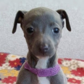 イタリアングレーハウンド【千葉県・女の子・2024年11月30日・ブルー&ホワイト】の写真「【レイちゃん】ムチムチで愛嬌たっぷりな女の仔。」