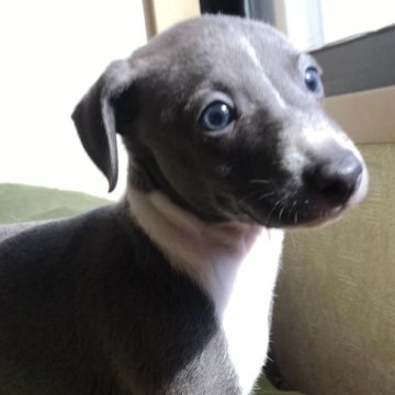 イタリアングレーハウンド【千葉県・男の子・2025年1月17日・ブルー&ホワイト】の写真「【レオンくん】モフモフ期でスタイルバツグンです。」