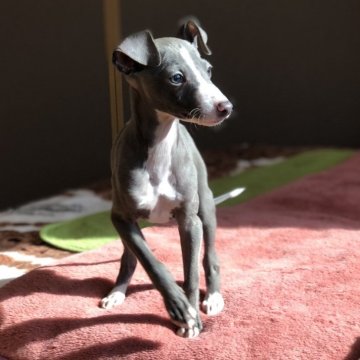 イタリアングレーハウンド【千葉県・男の子・2024年11月30日・ブルー&ホワイト】の写真「【セイくん】ブレーズが美しい仔」