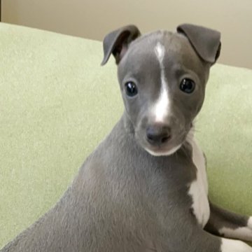イタリアングレーハウンド【千葉県・男の子・2025年10月10日・ブルー&ホワイト】の写真「『タカくん』威厳と可愛らしさと兼ね備えた男の仔です」