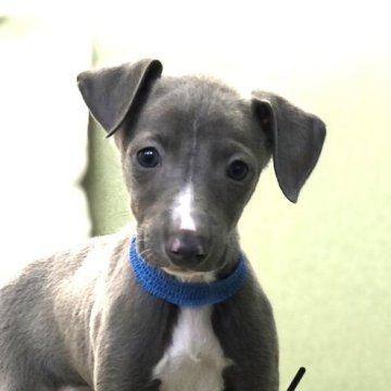 イタリアングレーハウンド【千葉県・男の子・2024年11月30日・ブルー&ホワイト】の写真「【ファロくん】細ブレーズが美しい男の仔」