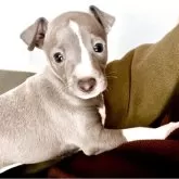 イタリアングレーハウンド