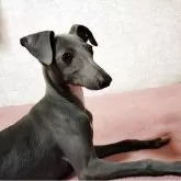 イタリアングレーハウンド