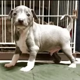 イタリアングレーハウンド