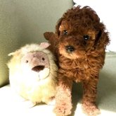 トイプードル(タイニー)