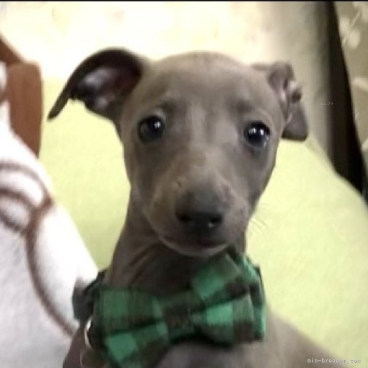 Y.Ｉ 様のお迎えした子犬