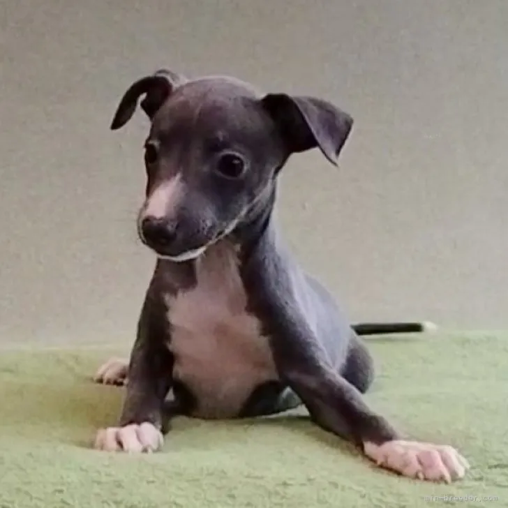 やました 様のお迎えした子犬