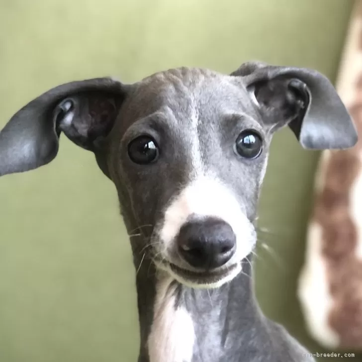 ID:2407-04484の子犬