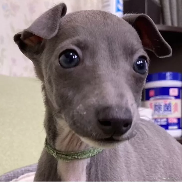 M.T 様のお迎えした子犬