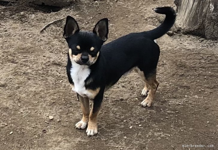 チワワ(スムース)【・男の子・2022年11月30日・ブラックタン&amp;ホワイト】