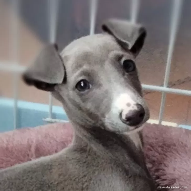 サンタマン 様のお迎えした子犬