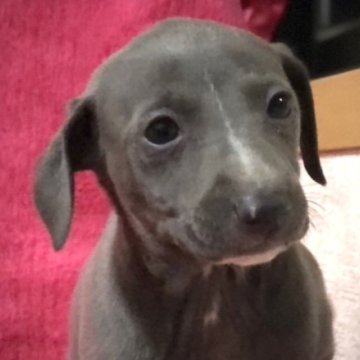 イタリアングレーハウンド【千葉県・女の子・2023年2月5日・ブルー&ホワイト】の写真「眉間に超細プレーズの珍しい女の仔です。」