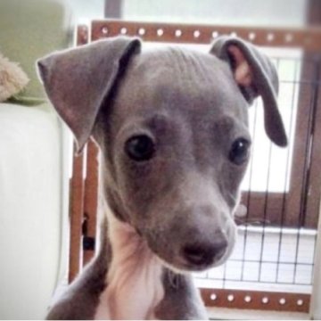 イタリアングレーハウンド【千葉県・男の子・2023年7月21日・ブルー&ホワイト】の写真「【遺伝子３項目オールクリア】ムチムチな長男くんです」