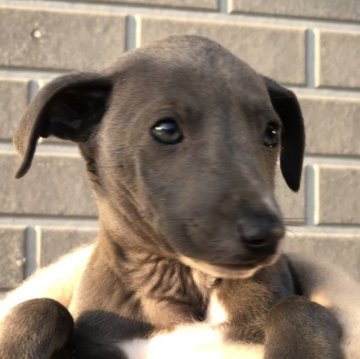 イタリアングレーハウンド【千葉県・男の子・2023年1月12日・ブルー&ホワイト】の写真「ムチムチで元気な可愛い仔です。」