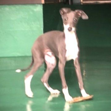 イタリアングレーハウンド【千葉県・男の子・2023年2月25日・ブルー&ホワイト】の写真「◉見学時にお決め頂く際は希望価格をお聞くださいませ」