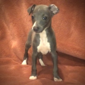 イタリアングレーハウンド【千葉県・女の子・2023年4月21日・ブルー&ホワイト】の写真「◉見学時にお決め頂く際は希望価格をお聞くださいませ」